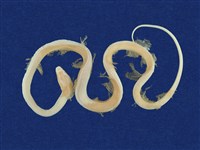 藏品(赤腹游蛇 )的圖片